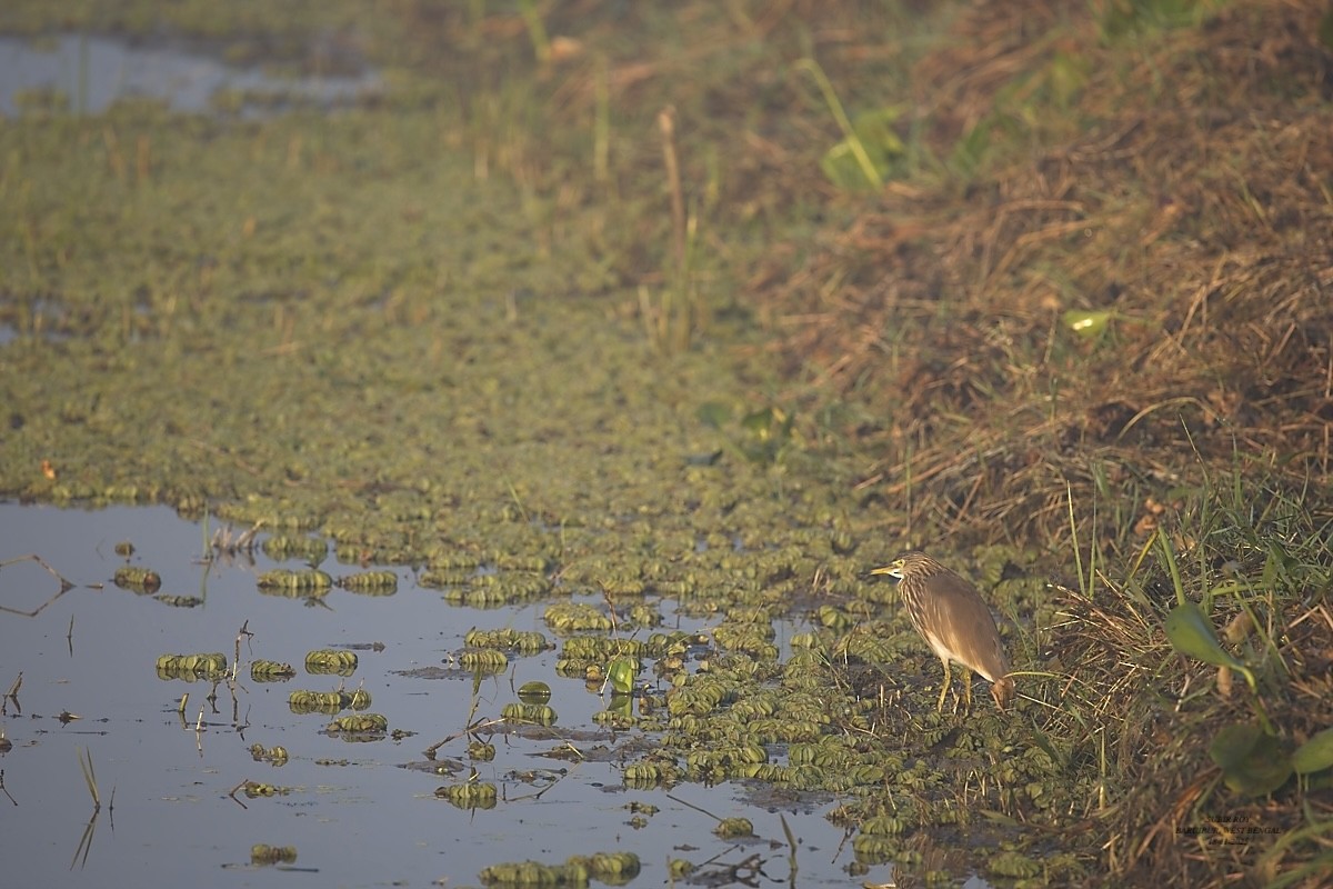 Paddyreiher - ML646590112