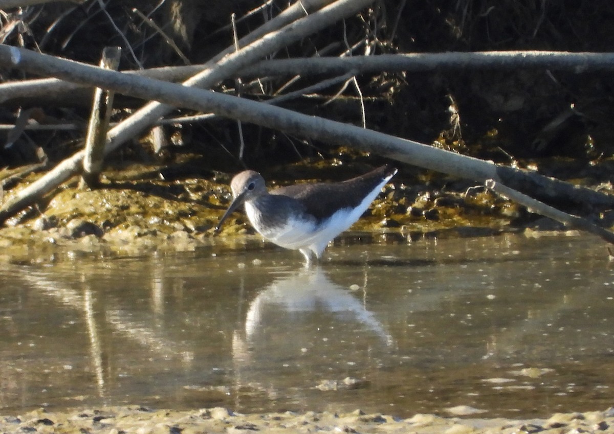 Коловодник лісовий - ML646590113