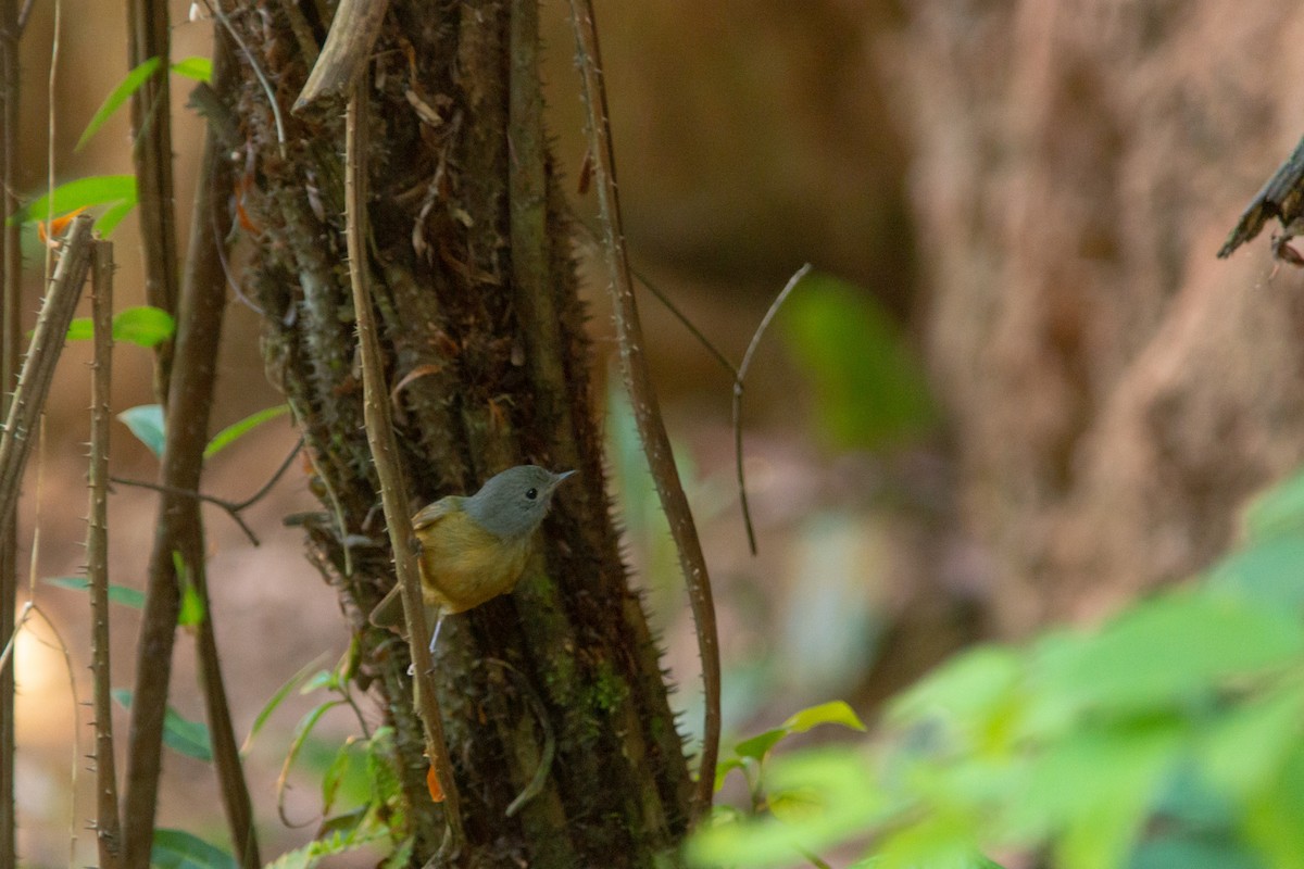 Gray-hooded Flycatcher - ML646590115