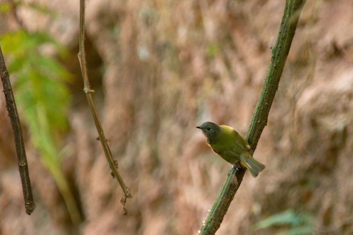 Gray-hooded Flycatcher - ML646590116