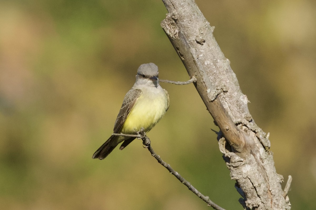 Western Kingbird - ML646590117