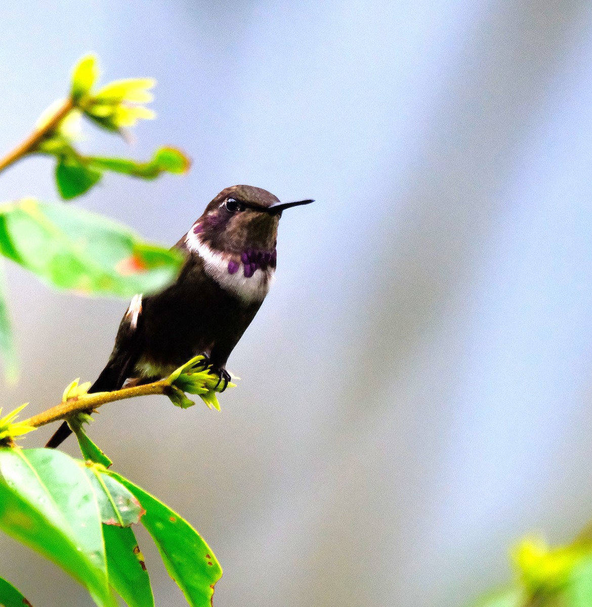 Purple-throated Woodstar - ML646590118