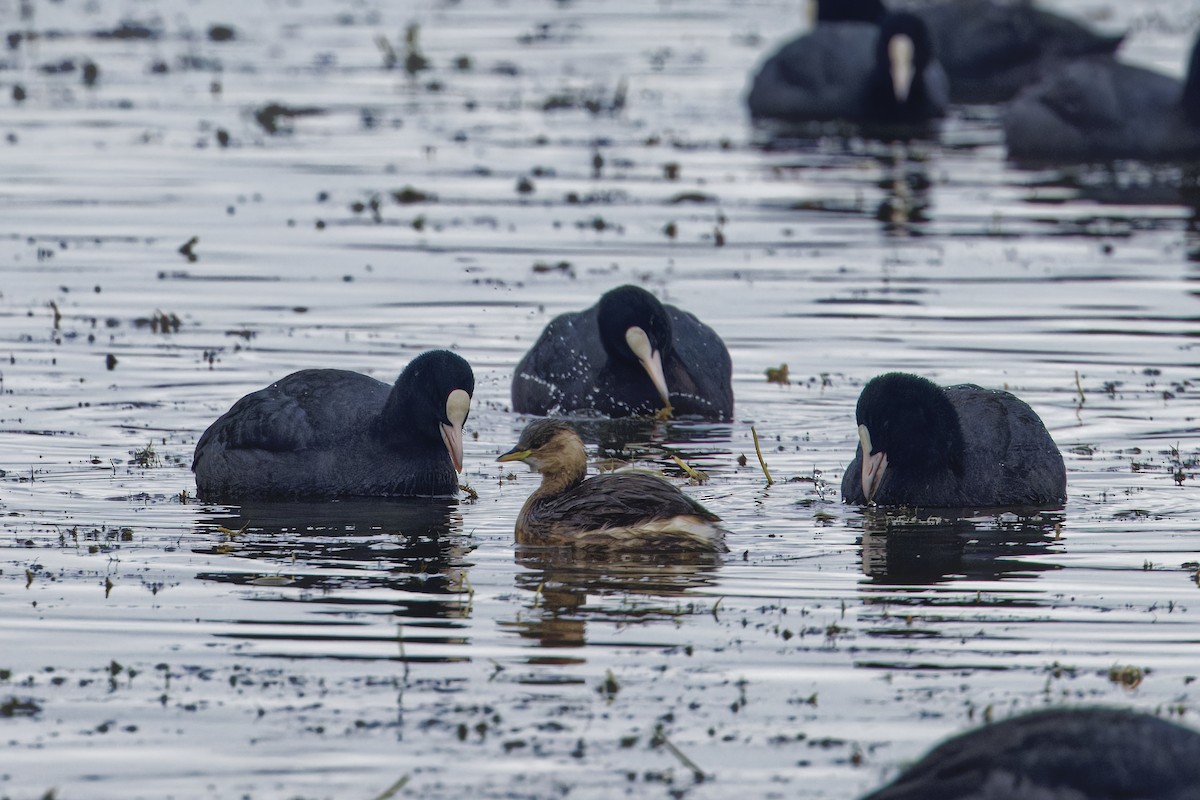 Little Grebe - ML646590119