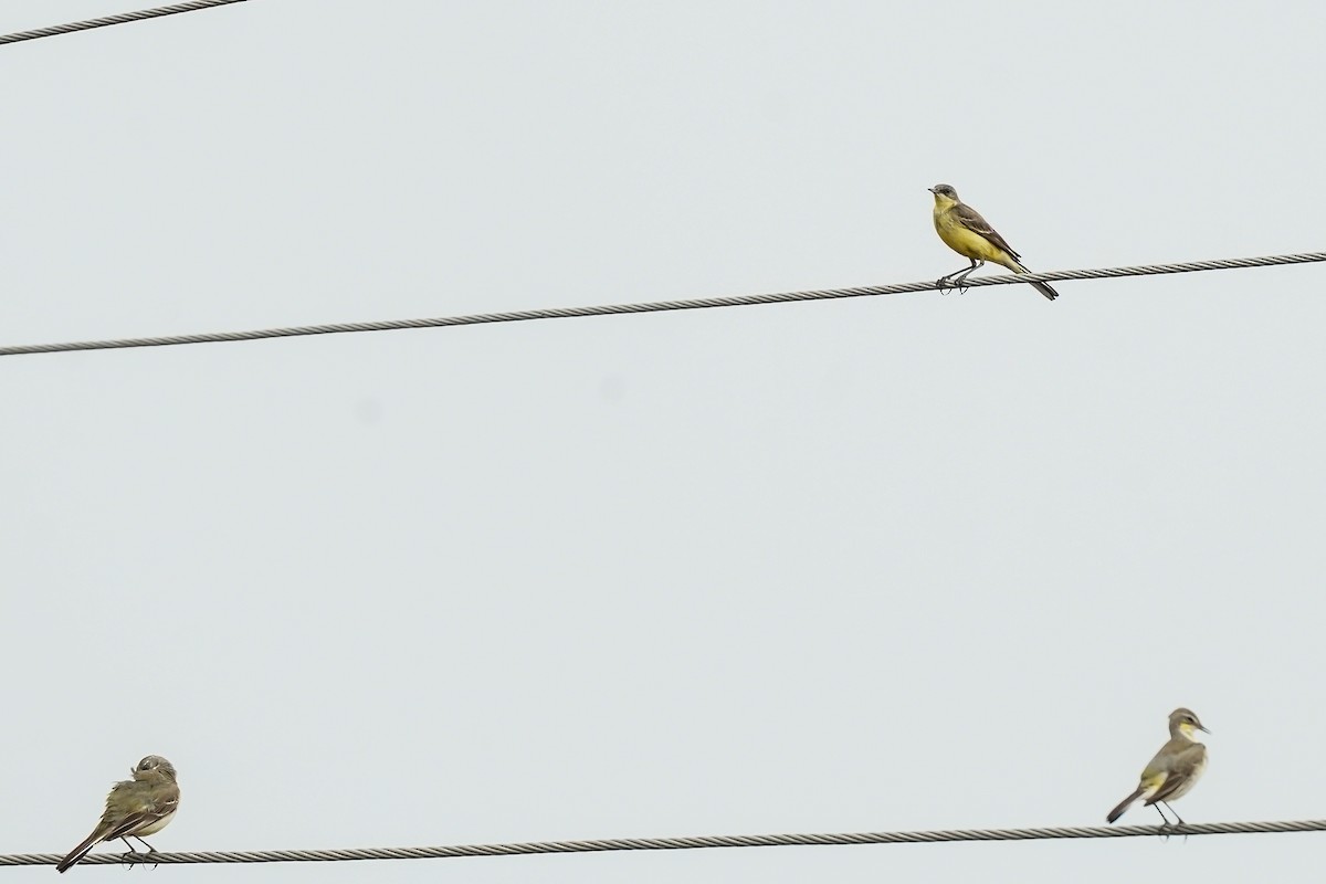 konipas luční - ML646590120