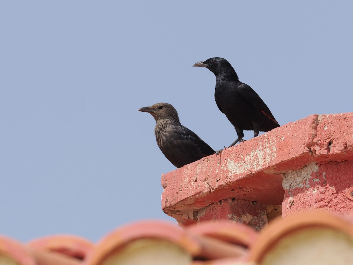 アラビアテリムク - ML646590126