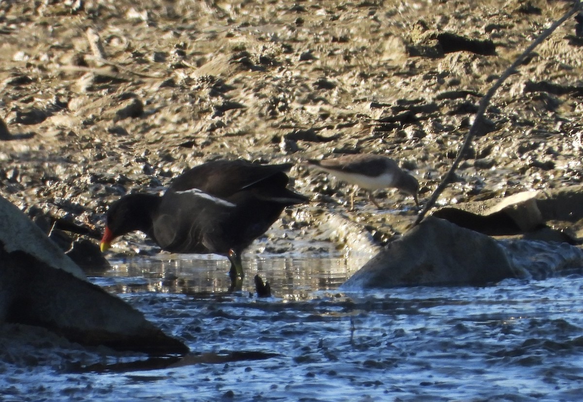 Побережник білохвостий - ML646590127