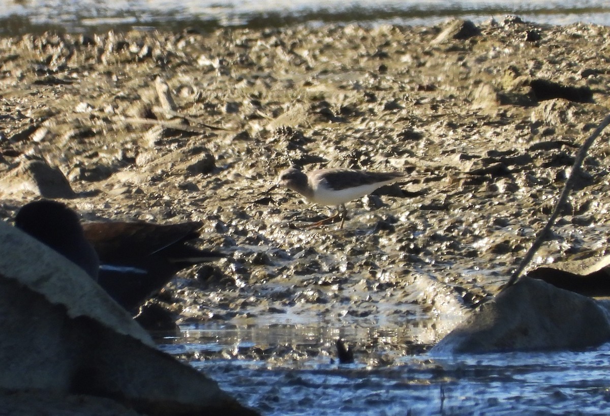 Побережник білохвостий - ML646590128