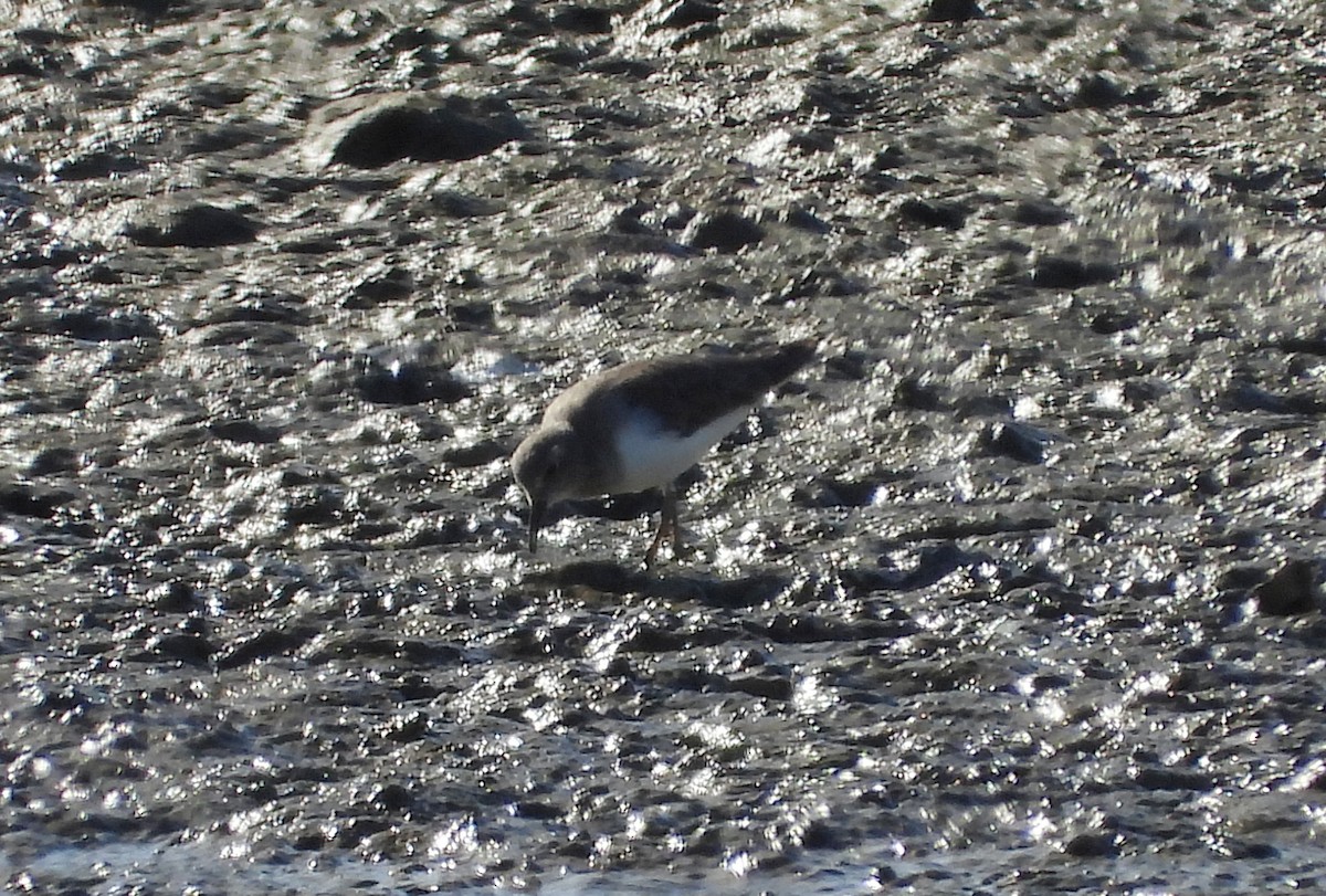 Побережник білохвостий - ML646590131