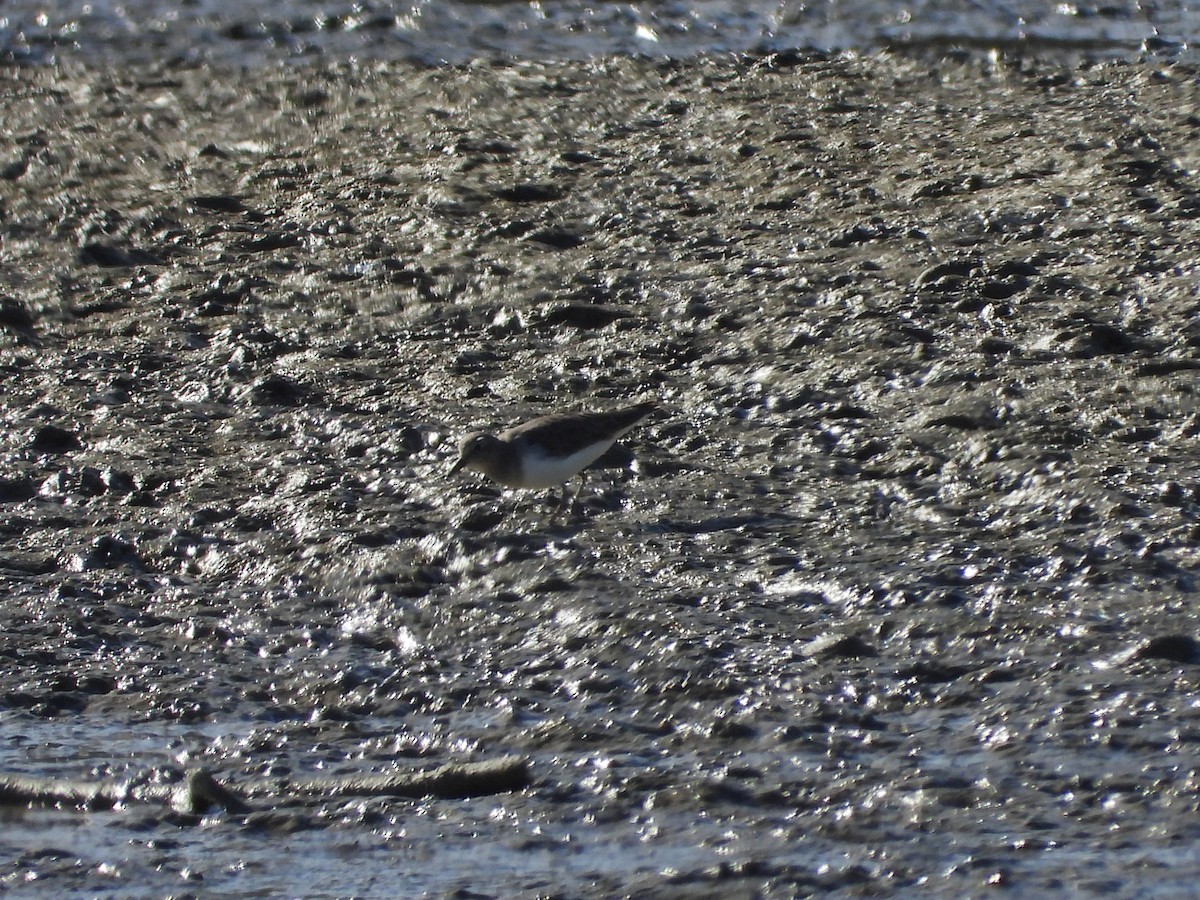 Побережник білохвостий - ML646590132