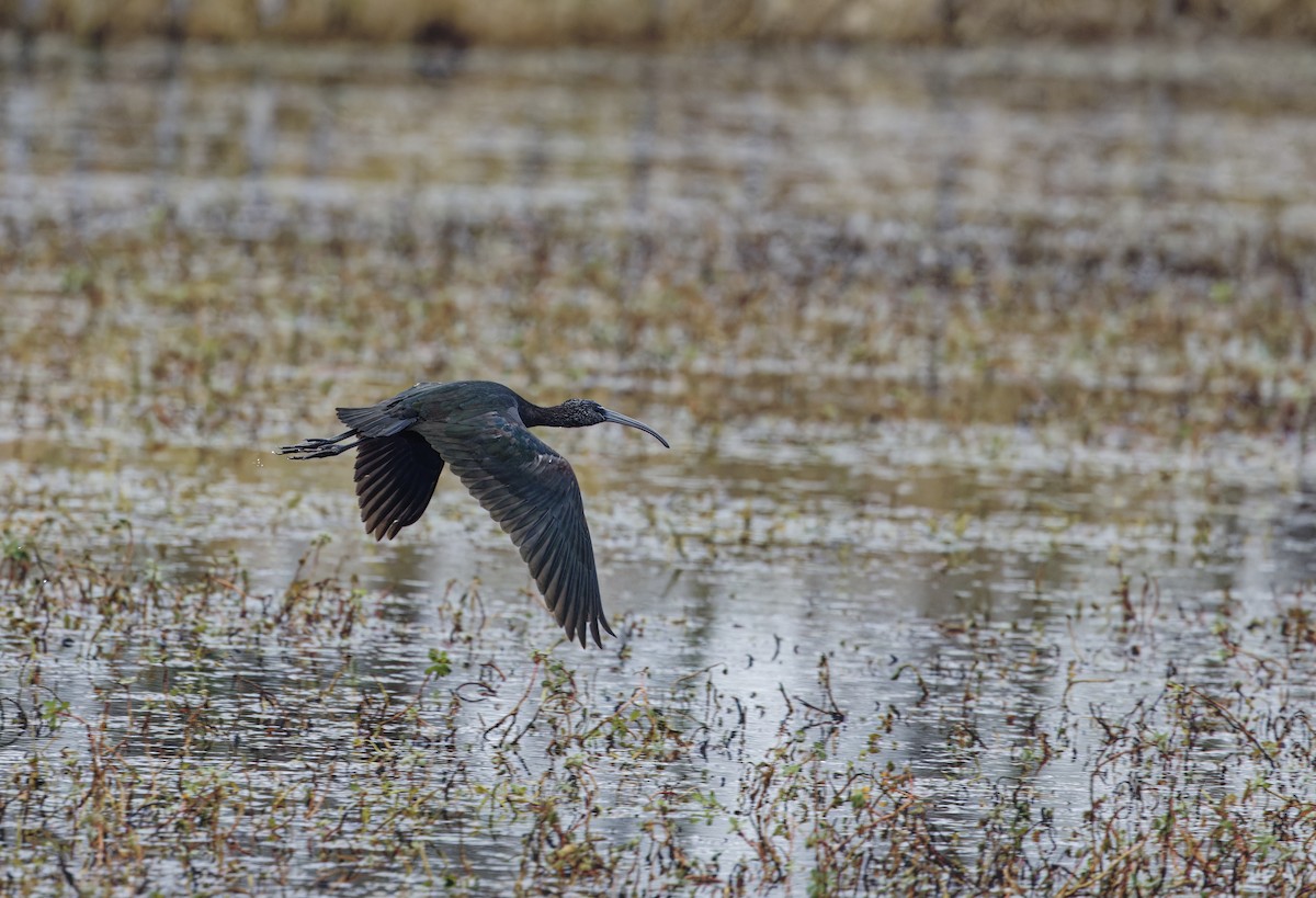 Glossy Ibis - ML646590137
