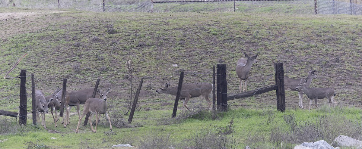 Animals - ML646590139