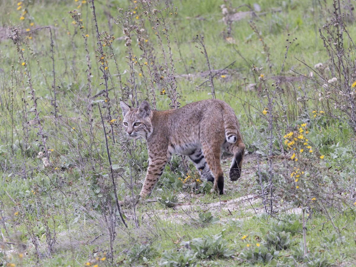 Animals - ML646590140