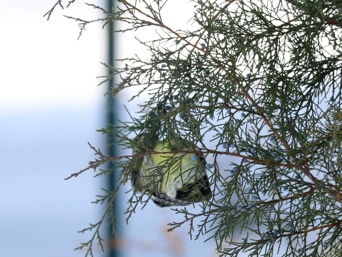 Yellow-bellied Sapsucker - ML646590141