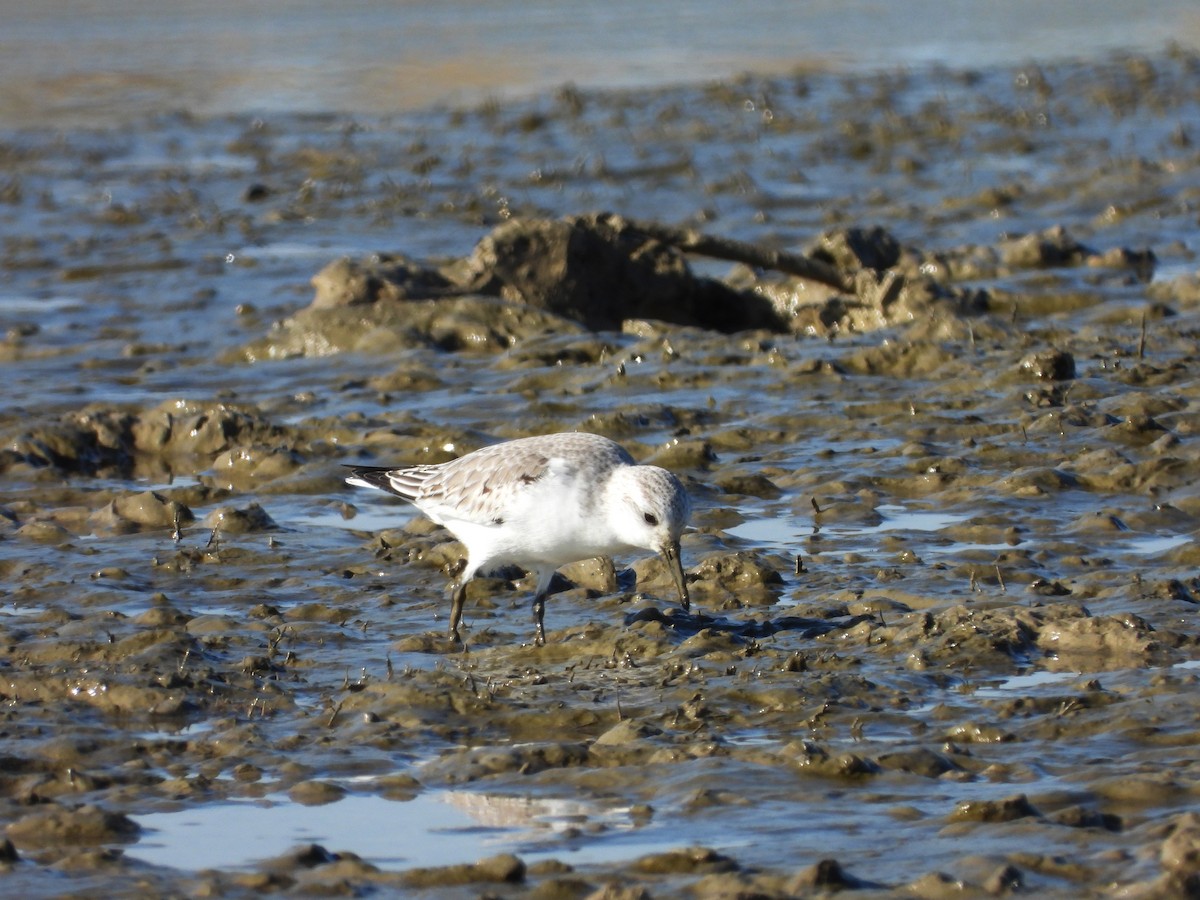 Побережник білий - ML646590142