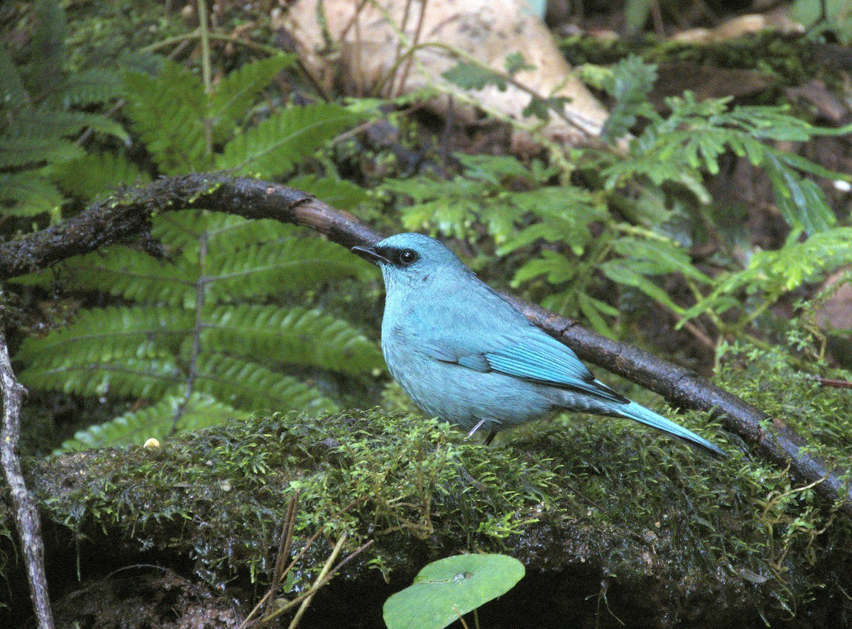 lejsek bleděmodrý - ML646590144