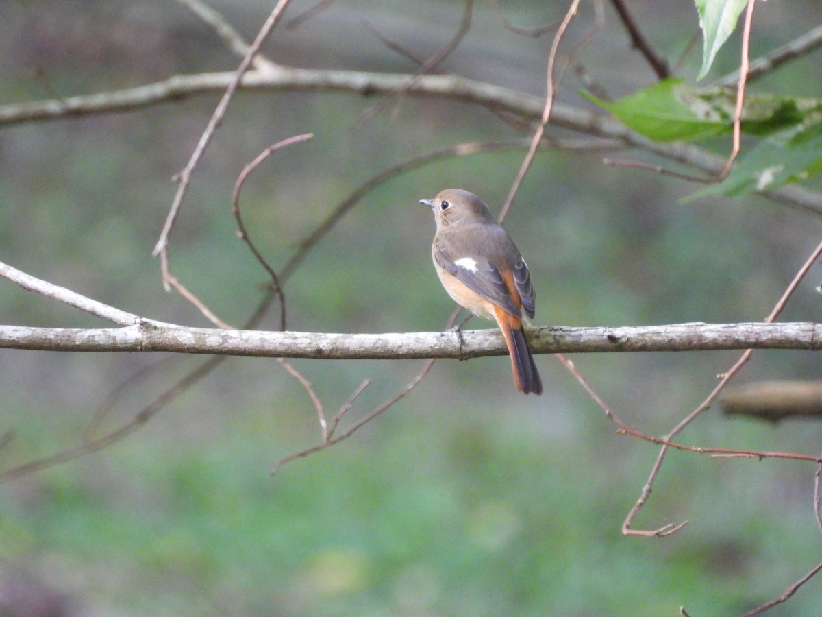 חכלילית סיבירית - ML646590145