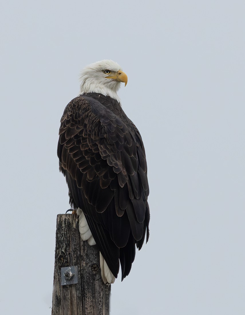 orel bělohlavý - ML646590146