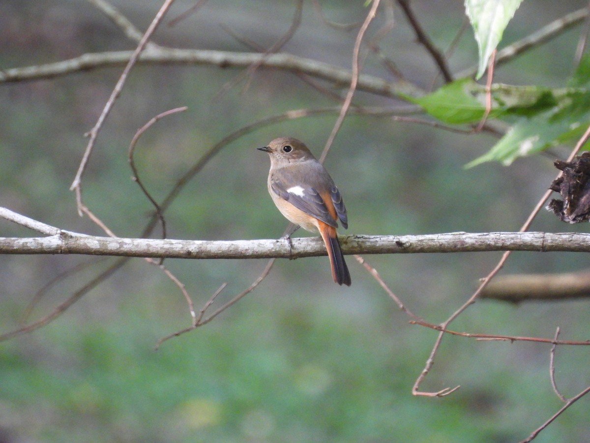 חכלילית סיבירית - ML646590149