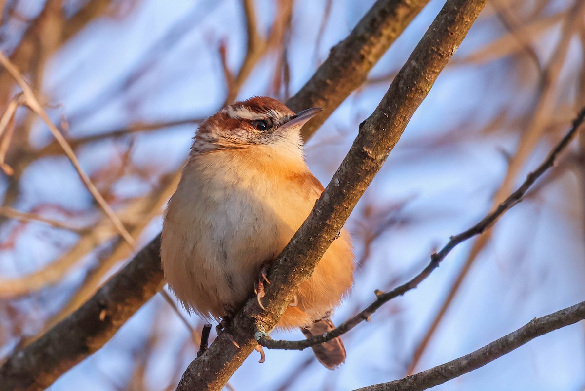 Carolina Wren - ML646590151