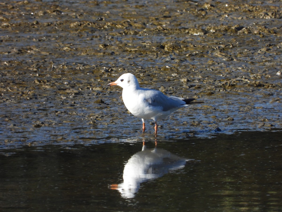 Мартин звичайний - ML646590153