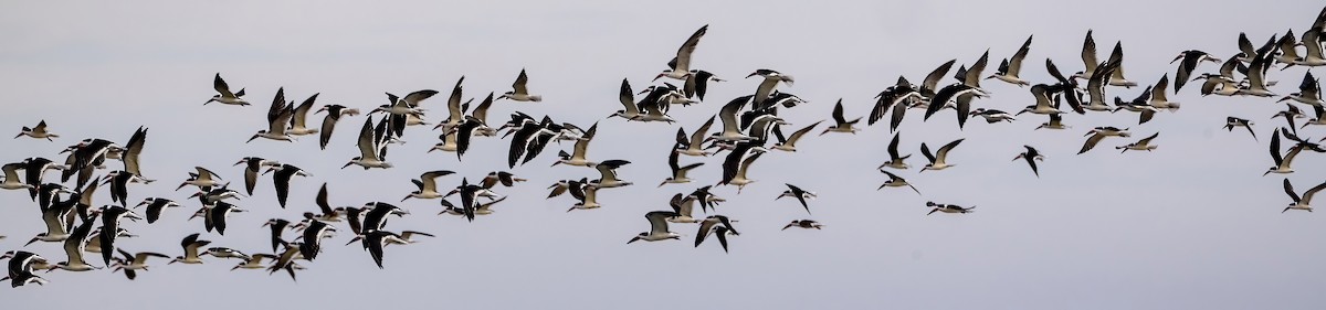 Black Skimmer - ML646590157