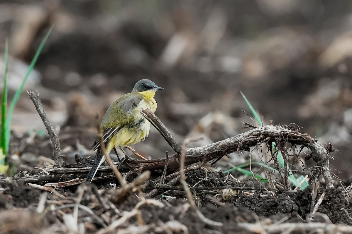 konipas luční - ML646590158