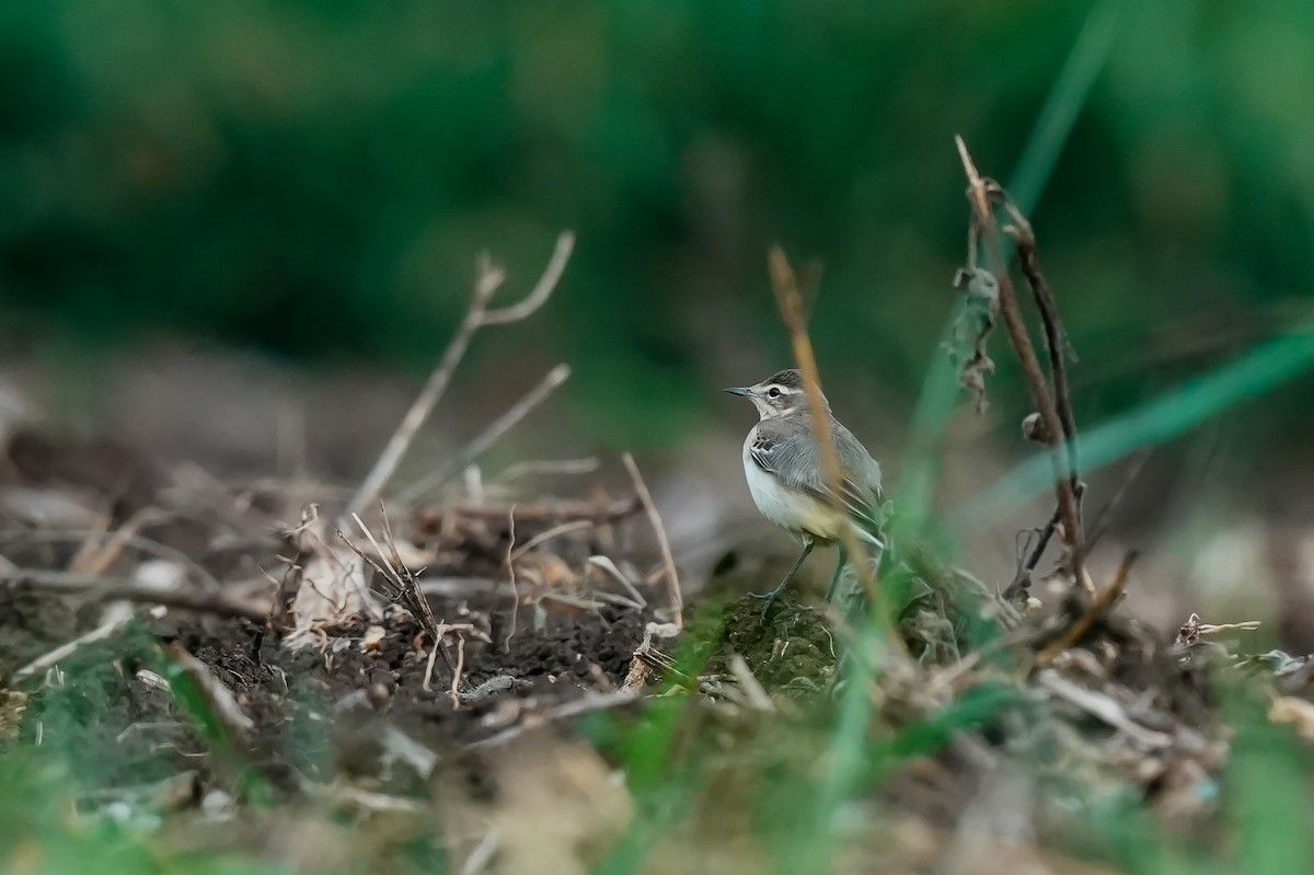 konipas luční - ML646590159