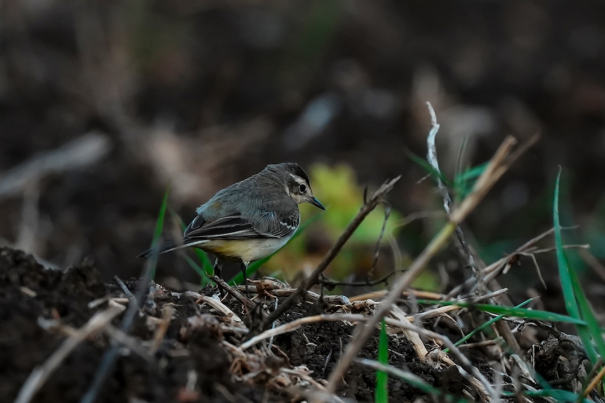 konipas luční - ML646590160