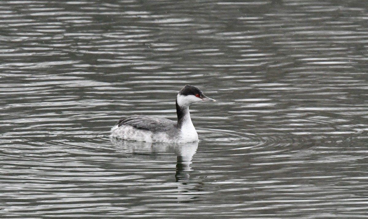 Horned Grebe - ML646590161