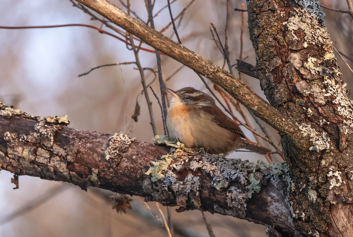 Carolina Wren - ML646590165