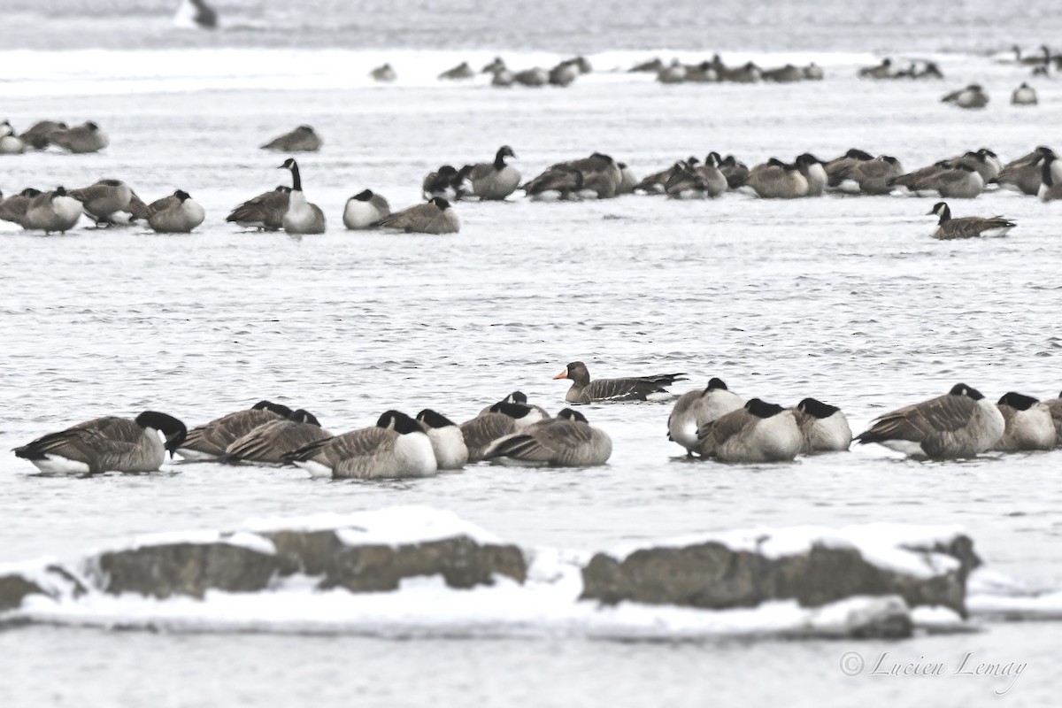 אווז לבן-מצח - ML646590166