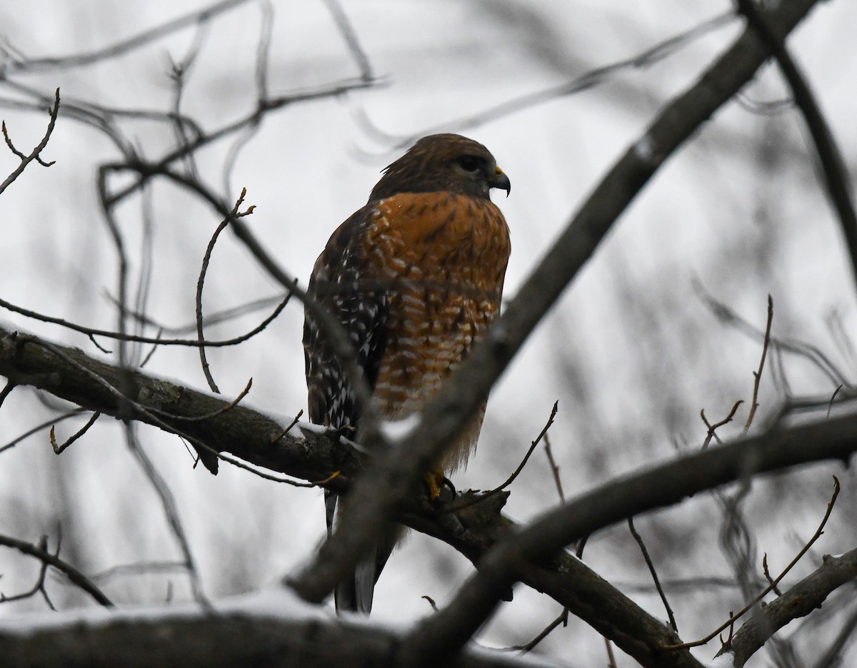Red-shouldered Hawk - ML646590168