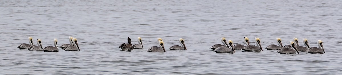 Brown Pelican - ML646590169