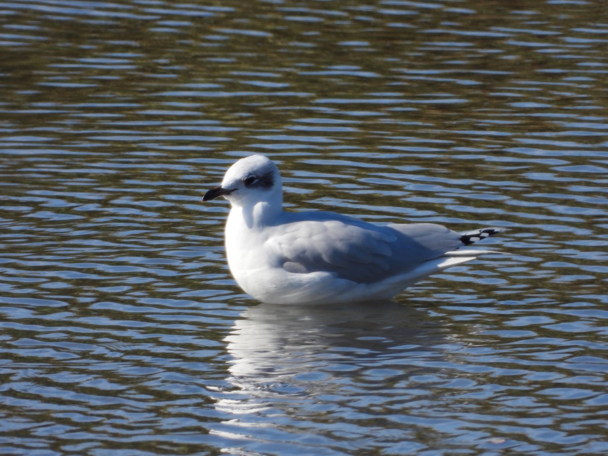 Мартин середземноморський - ML646590171