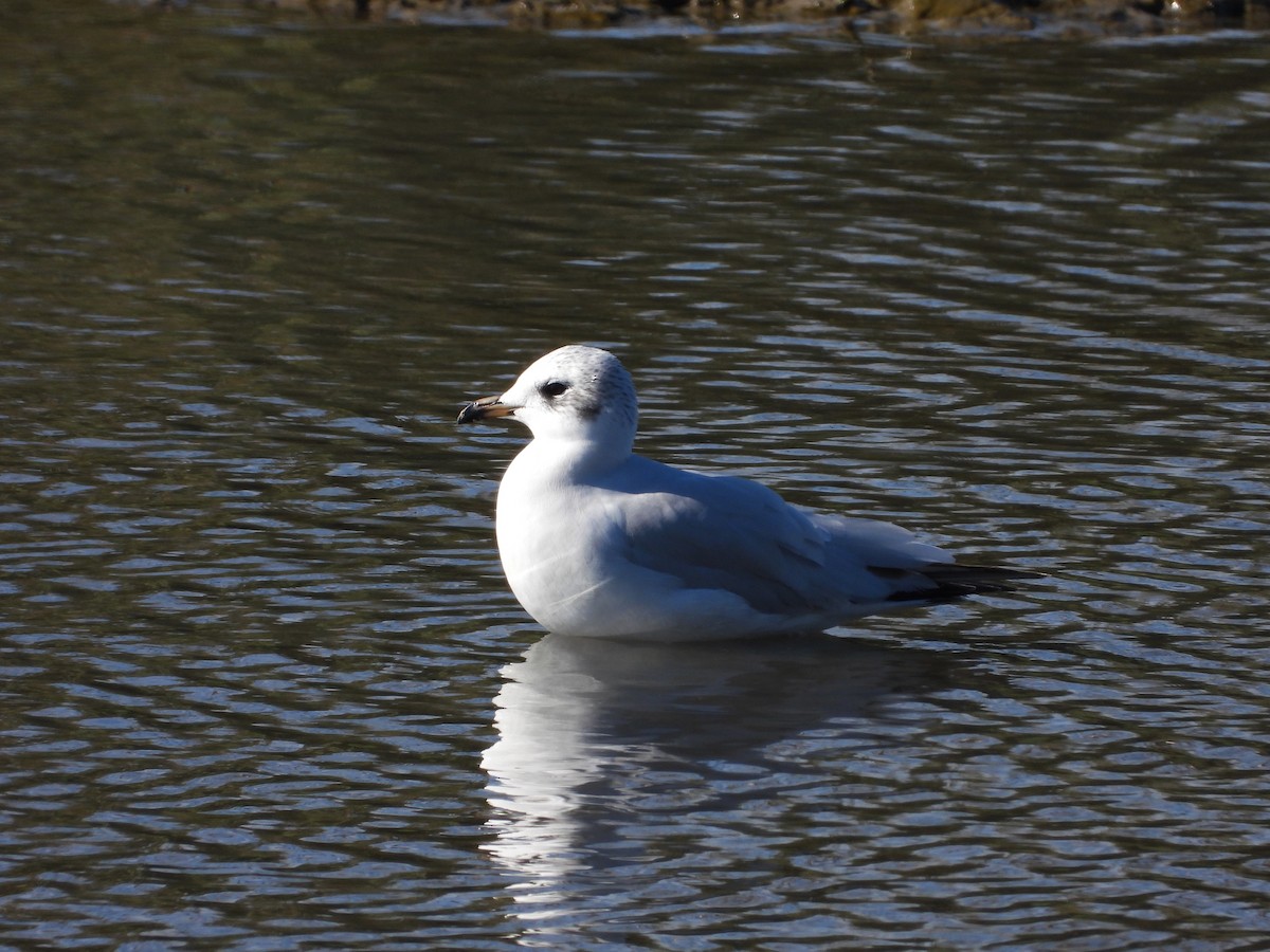Мартин середземноморський - ML646590172