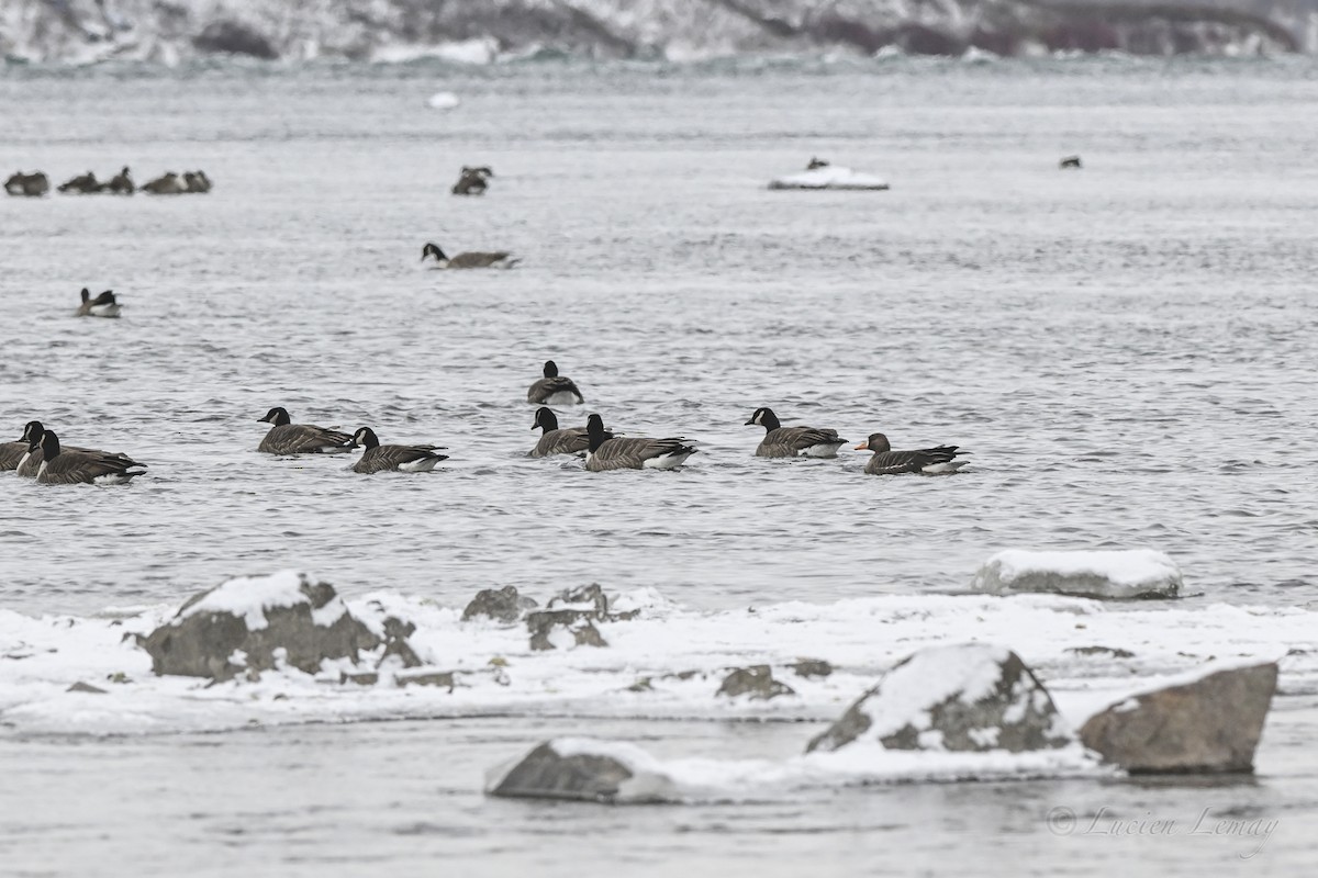 אווז לבן-מצח - ML646590173