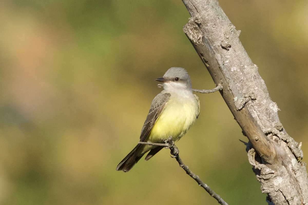 Western Kingbird - ML646590178