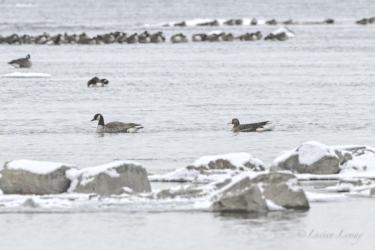אווז לבן-מצח - ML646590180