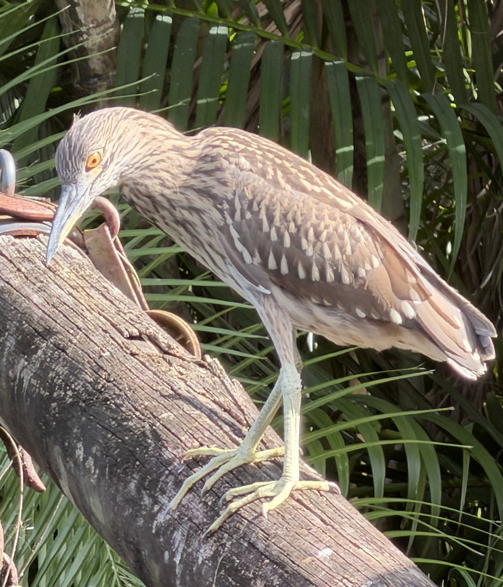 Nitticora - ML646590181