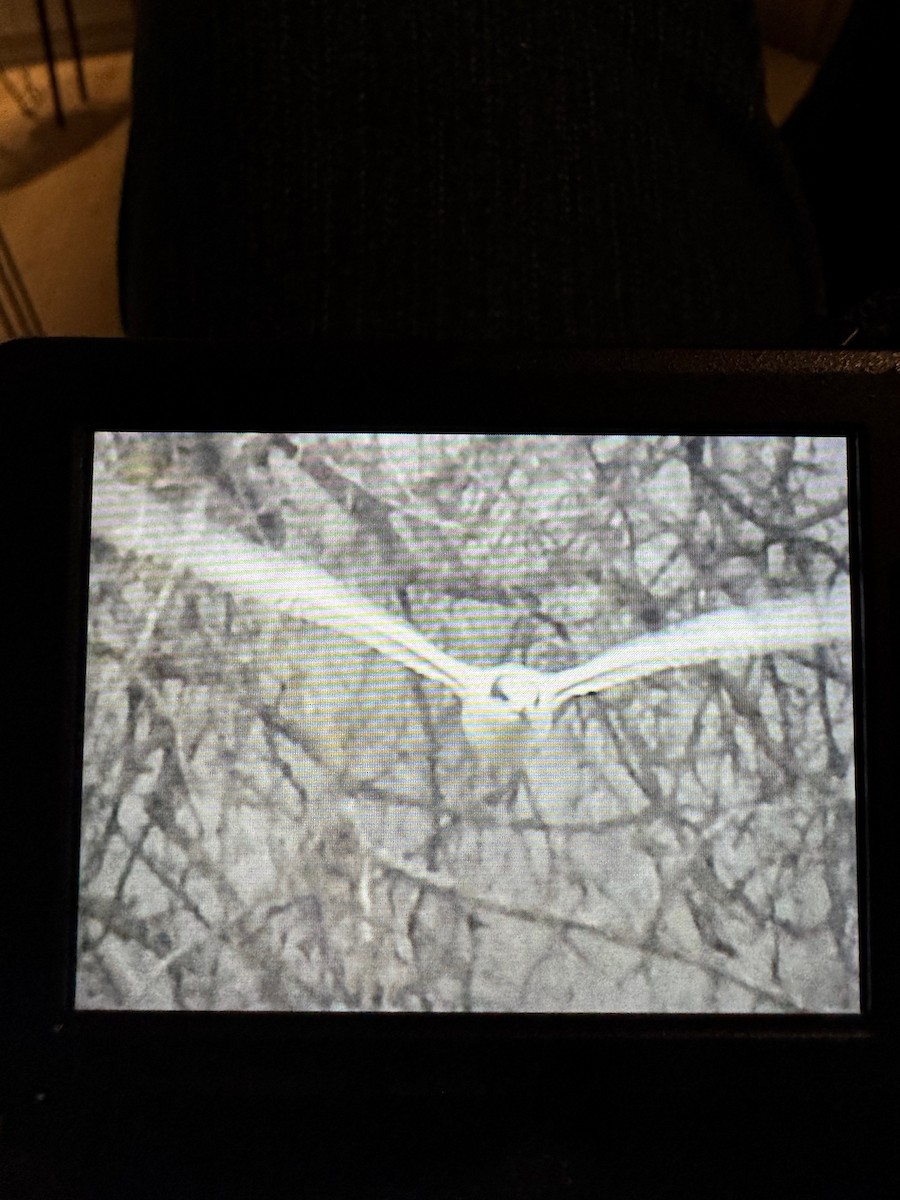 Beccapesci - ML646590186