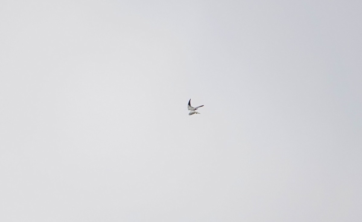 דאה שחורת-כתף - ML646590187