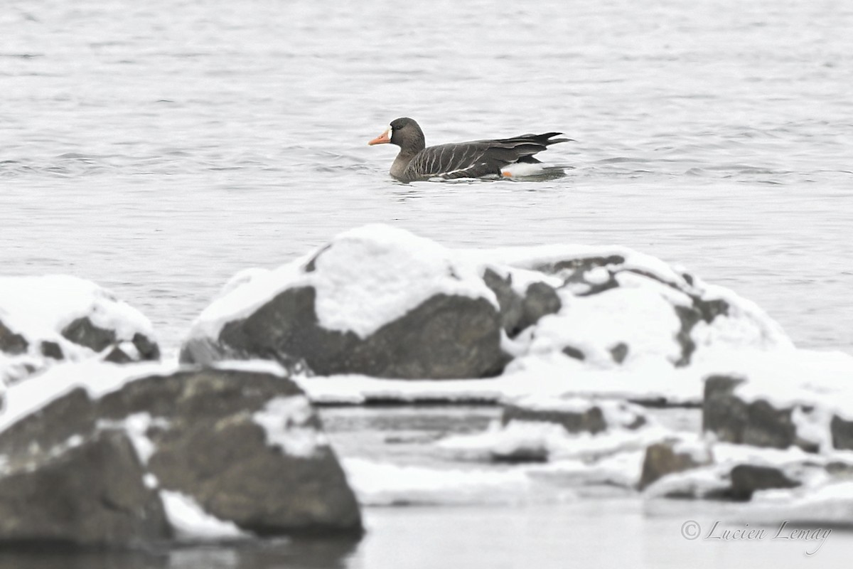 אווז לבן-מצח - ML646590189