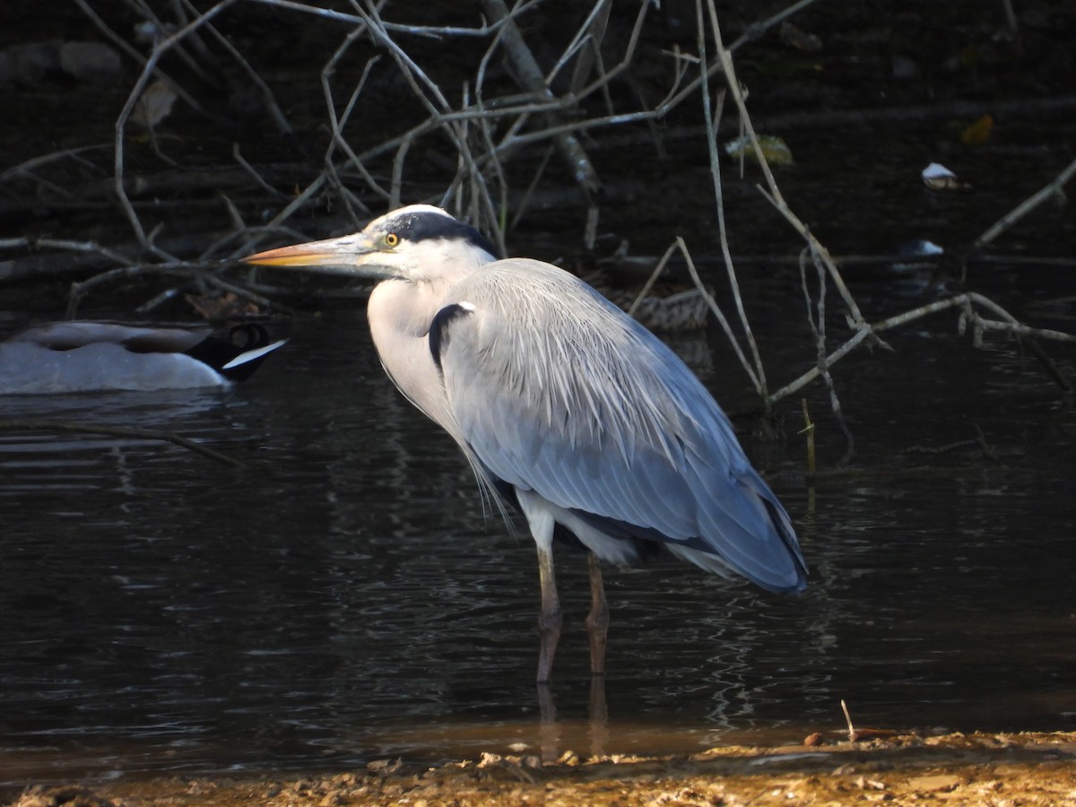 Чапля сіра - ML646590190