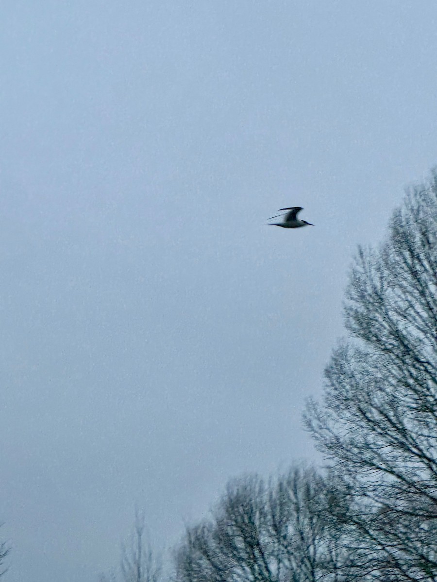 Beccapesci - ML646590196