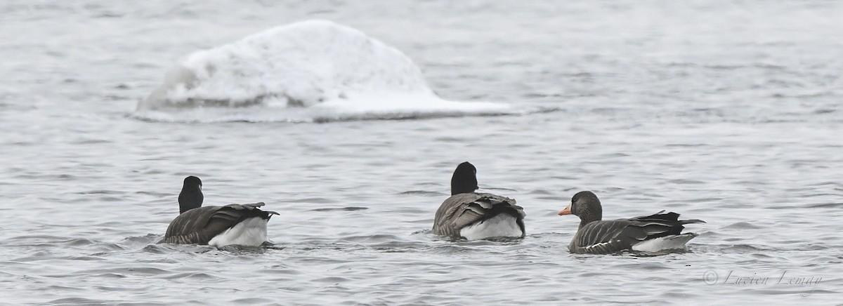 אווז לבן-מצח - ML646590198