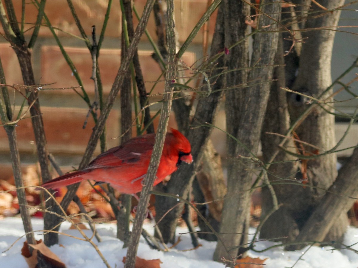 Northern Cardinal - ML646590199