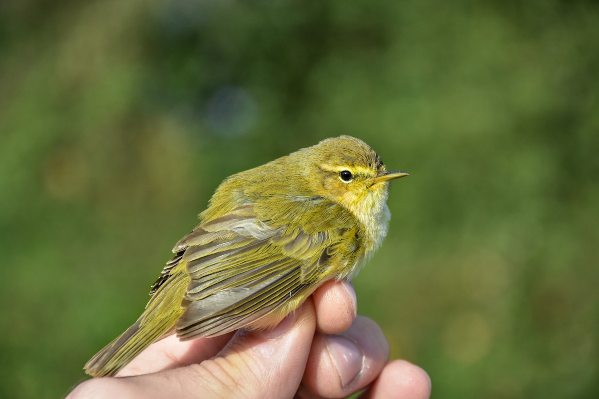 Common Chiffchaff - ML646590200
