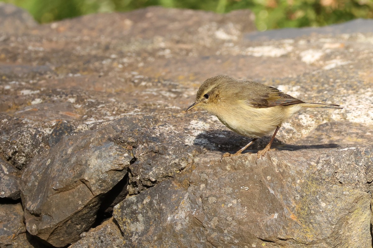 budníček kanárský - ML646590202