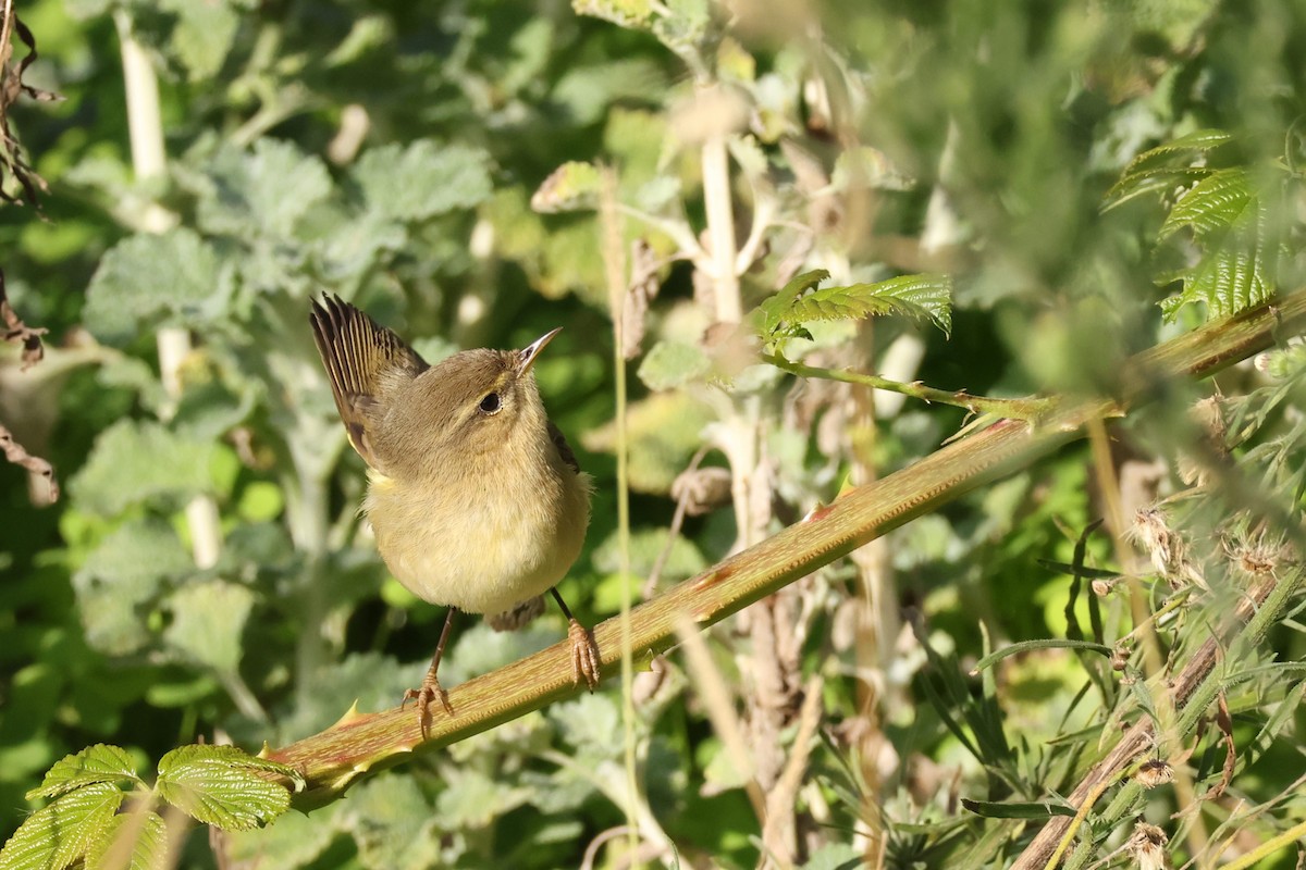 budníček kanárský - ML646590204