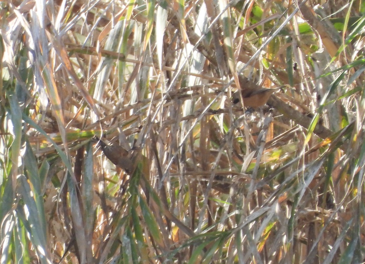 Ремез звичайний - ML646590207